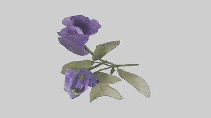 3D model Canterbury Bell model VR / AR / low-poly