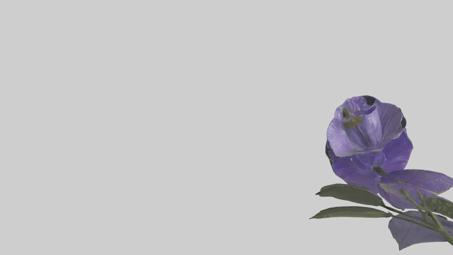 3D model Canterbury Bell model VR / AR / low-poly