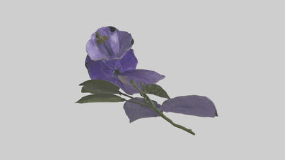 3D model Canterbury Bell model VR / AR / low-poly