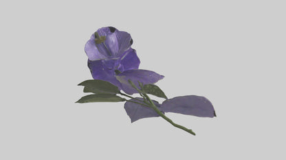 3D model Canterbury Bell model VR / AR / low-poly