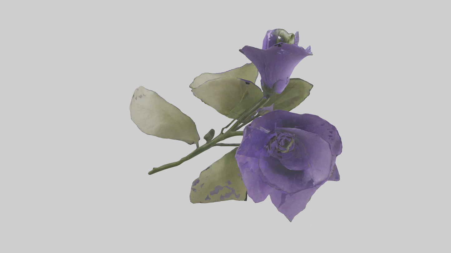 3D model Canterbury Bell model VR / AR / low-poly