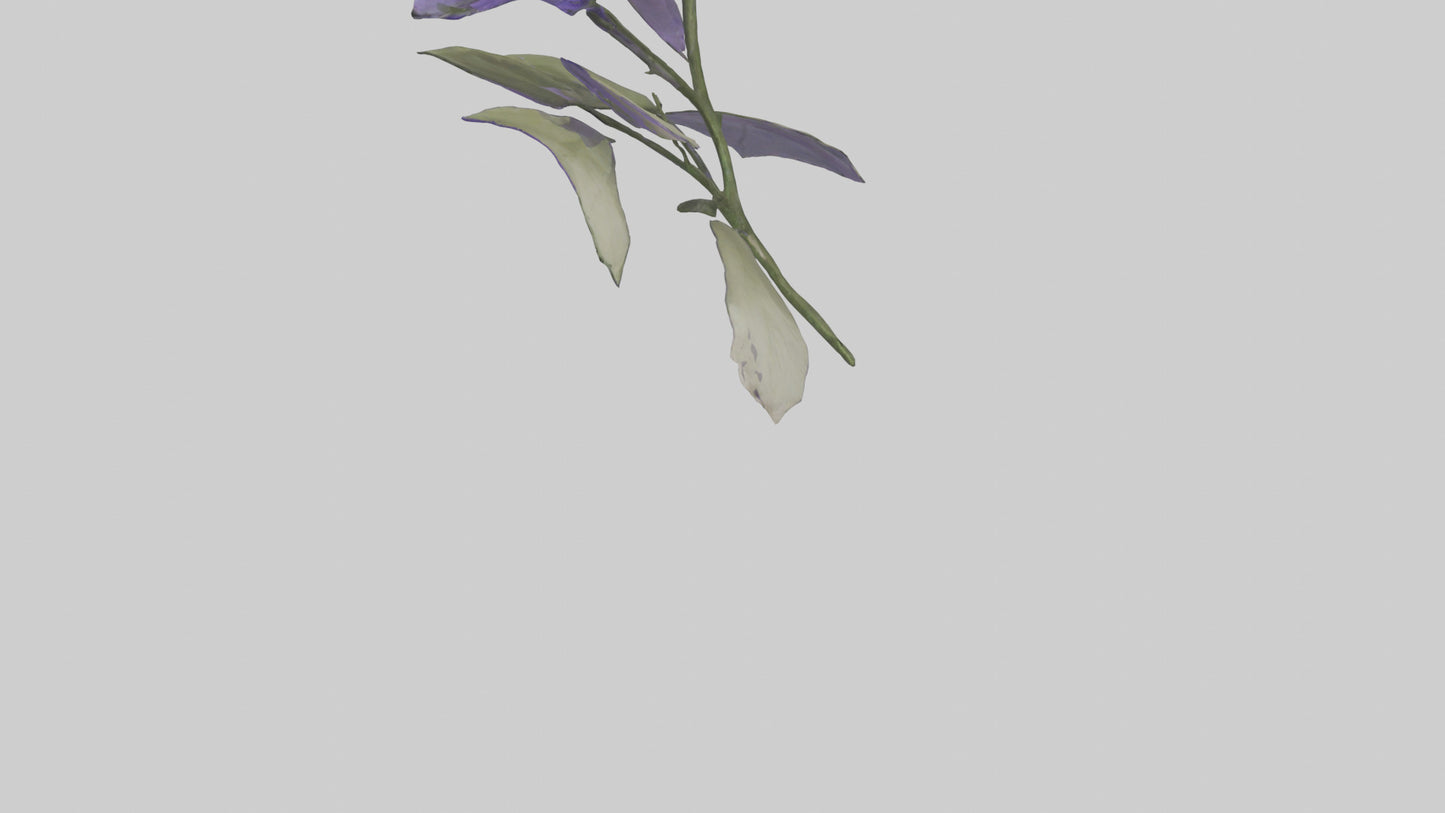 3D model Canterbury Bell model VR / AR / low-poly