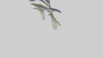 3D model Canterbury Bell model VR / AR / low-poly