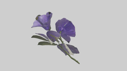 3D model Canterbury Bell model VR / AR / low-poly