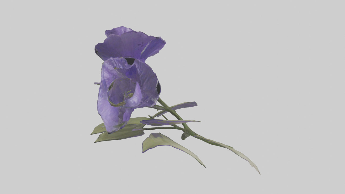 3D model Canterbury Bell model VR / AR / low-poly