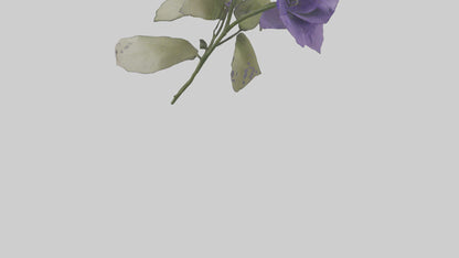 3D model Canterbury Bell model VR / AR / low-poly
