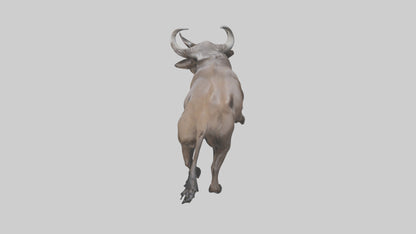 3D model Cape Buffalo charging model VR / AR / low-poly
