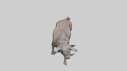3D model Cape Buffalo charging model VR / AR / low-poly