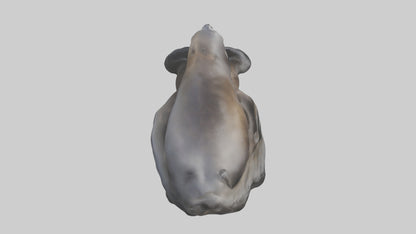 3D model Cape Fur Seal lounging model VR / AR / low-poly