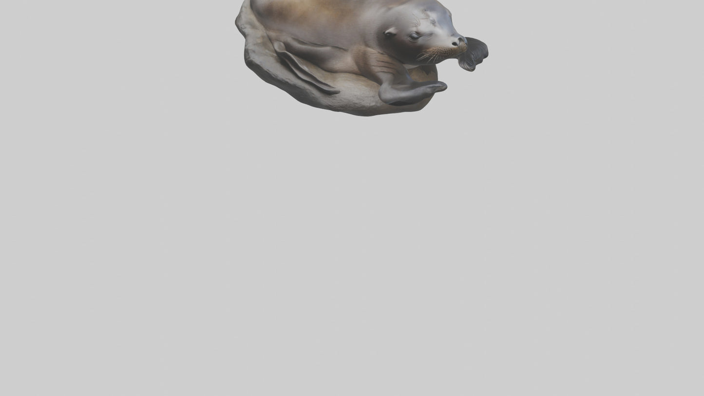 3D model Cape Fur Seal lounging model VR / AR / low-poly