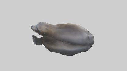 3D model Cape Fur Seal lounging model VR / AR / low-poly