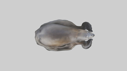 3D model Cape Fur Seal lounging model VR / AR / low-poly