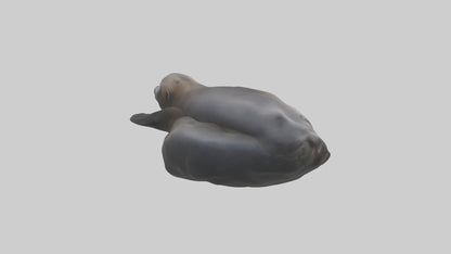 3D model Cape Fur Seal lounging model VR / AR / low-poly