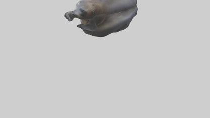 3D model Cape Fur Seal lounging model VR / AR / low-poly