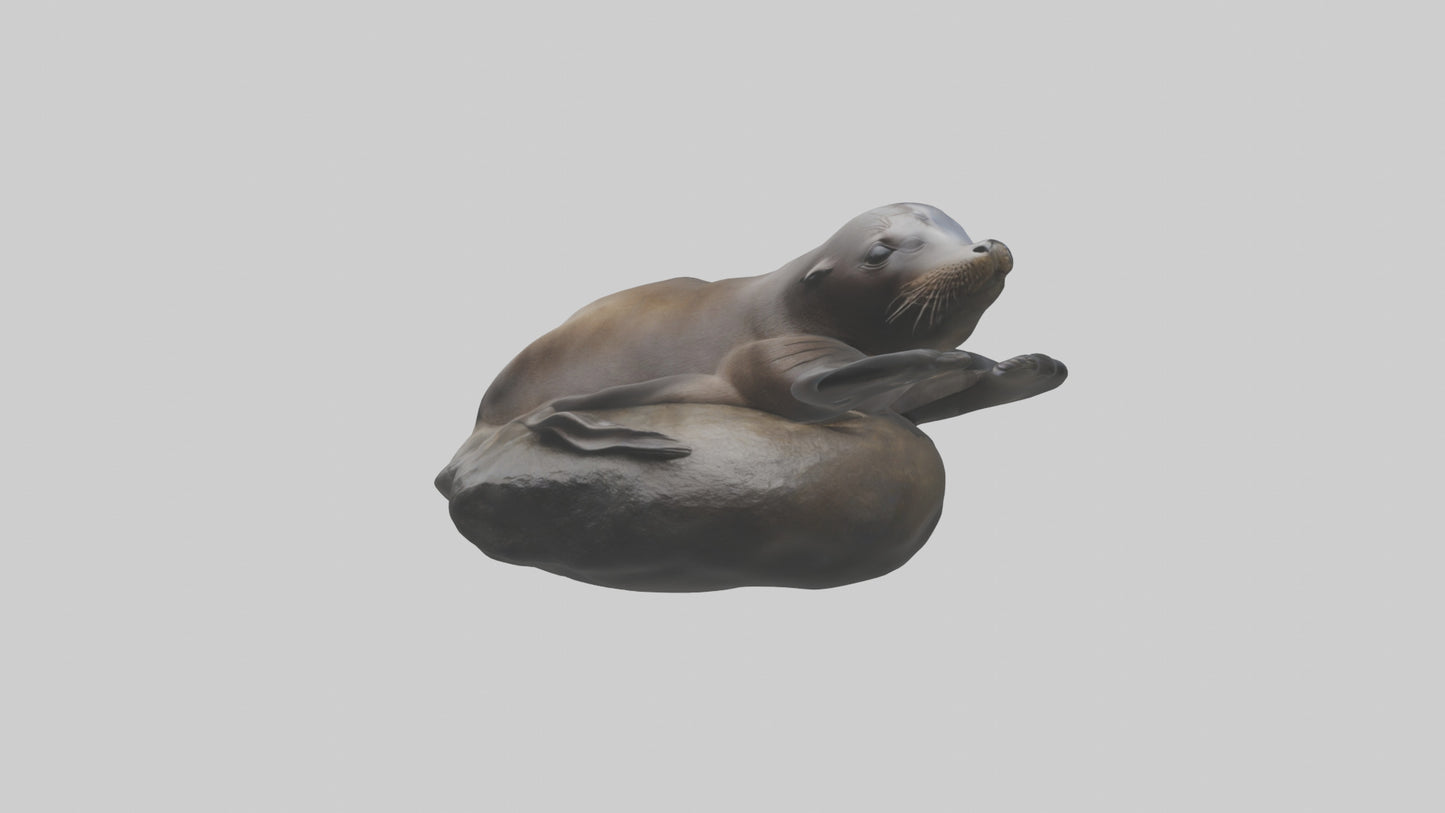 3D model Cape Fur Seal lounging model VR / AR / low-poly