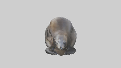 3D model Cape Fur Seal lounging model VR / AR / low-poly