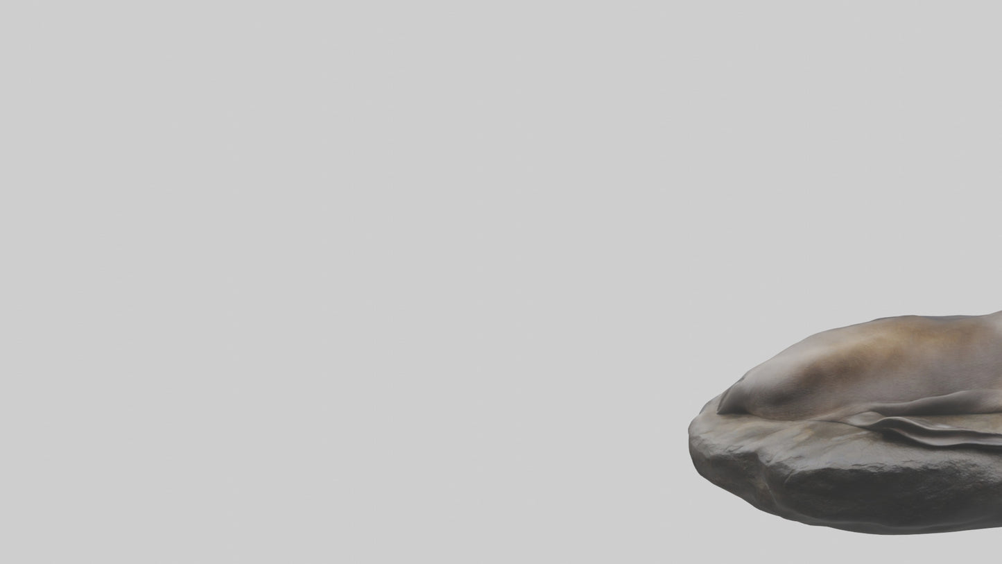 3D model Cape Fur Seal lounging model VR / AR / low-poly