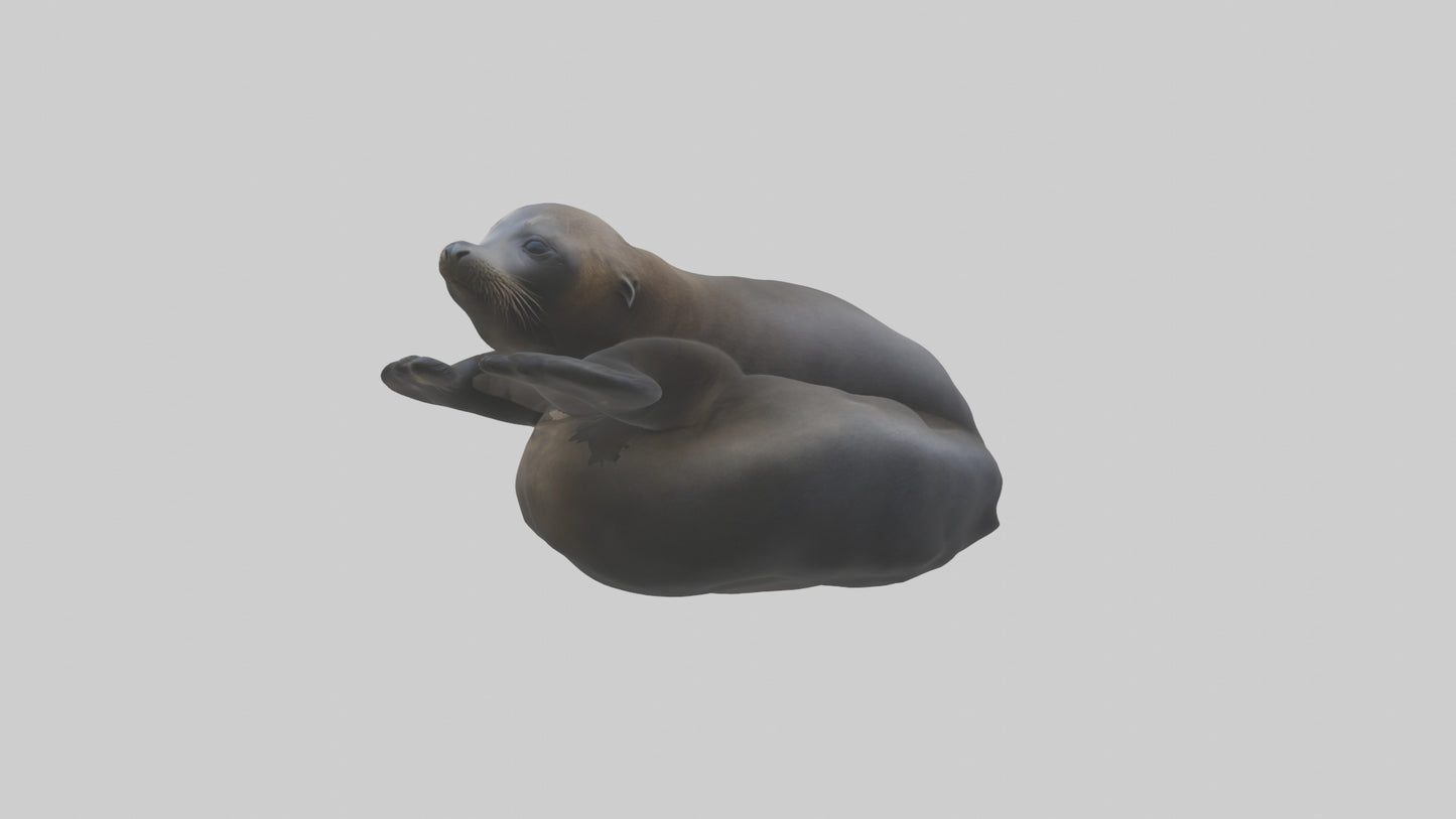 3D model Cape Fur Seal lounging model VR / AR / low-poly