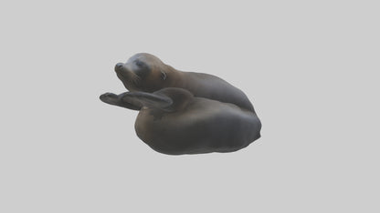 3D model Cape Fur Seal lounging model VR / AR / low-poly