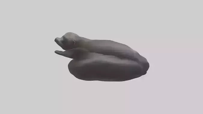 3D model Cape Fur Seal lounging model VR / AR / low-poly