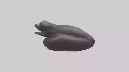 3D model Cape Fur Seal lounging model VR / AR / low-poly