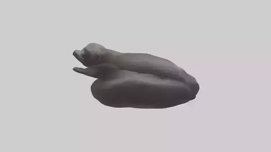 3D model Cape Fur Seal lounging model VR / AR / low-poly