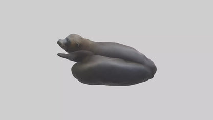 3D model Cape Fur Seal lounging model VR / AR / low-poly