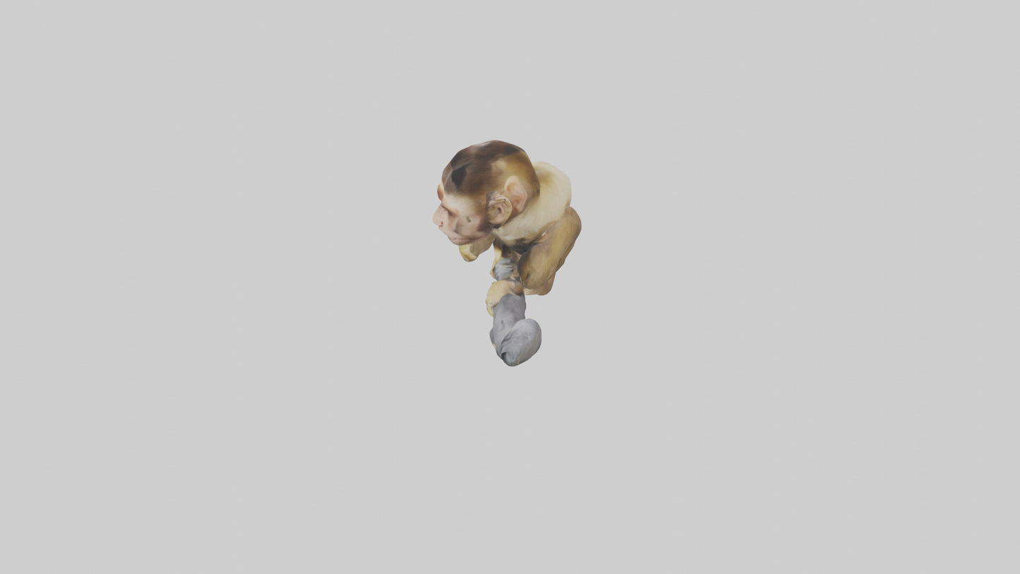 3D model Capuchin Monkey climbing model VR / AR / low-poly