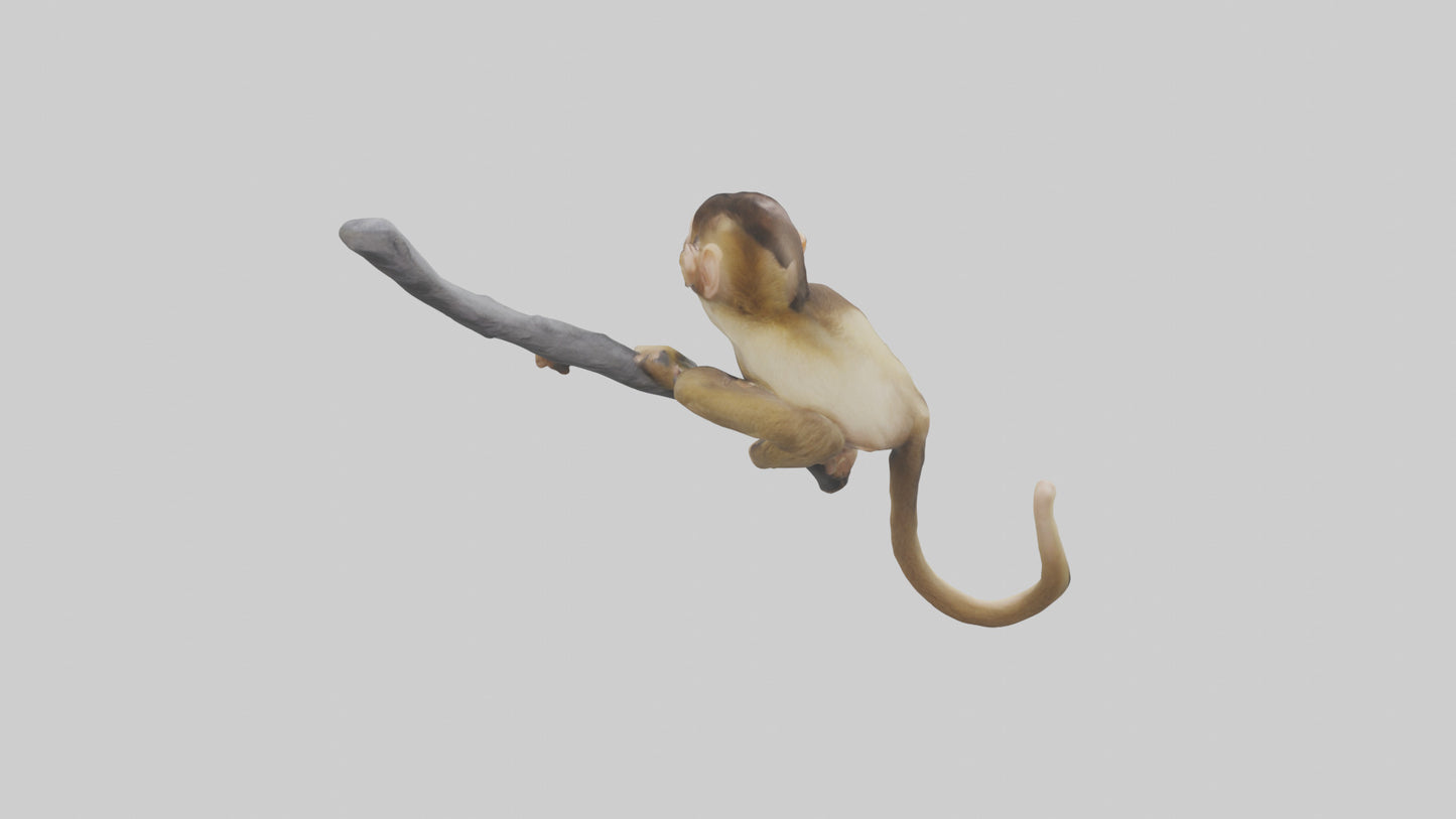 3D model Capuchin Monkey climbing model VR / AR / low-poly