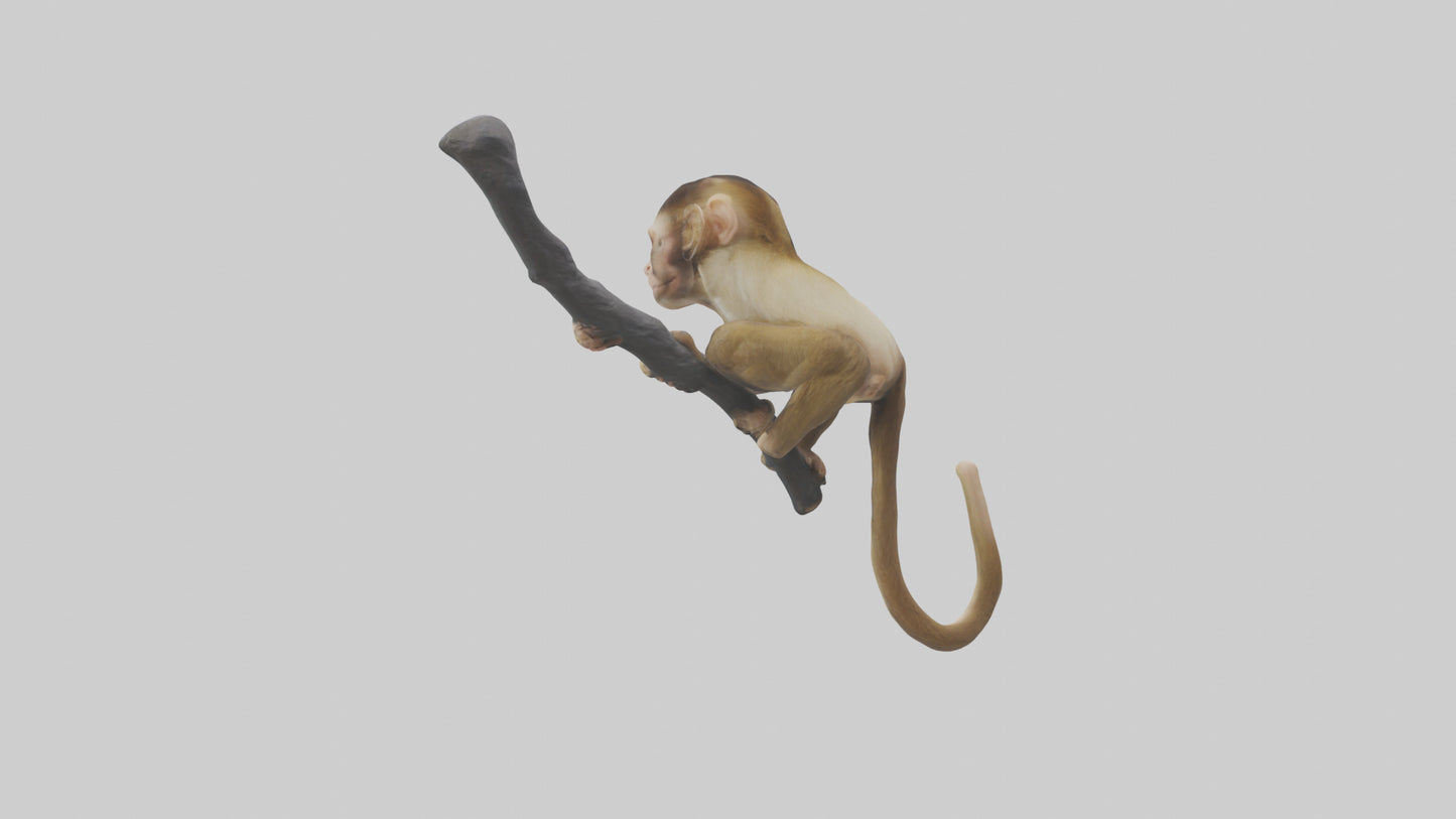 3D model Capuchin Monkey climbing model VR / AR / low-poly