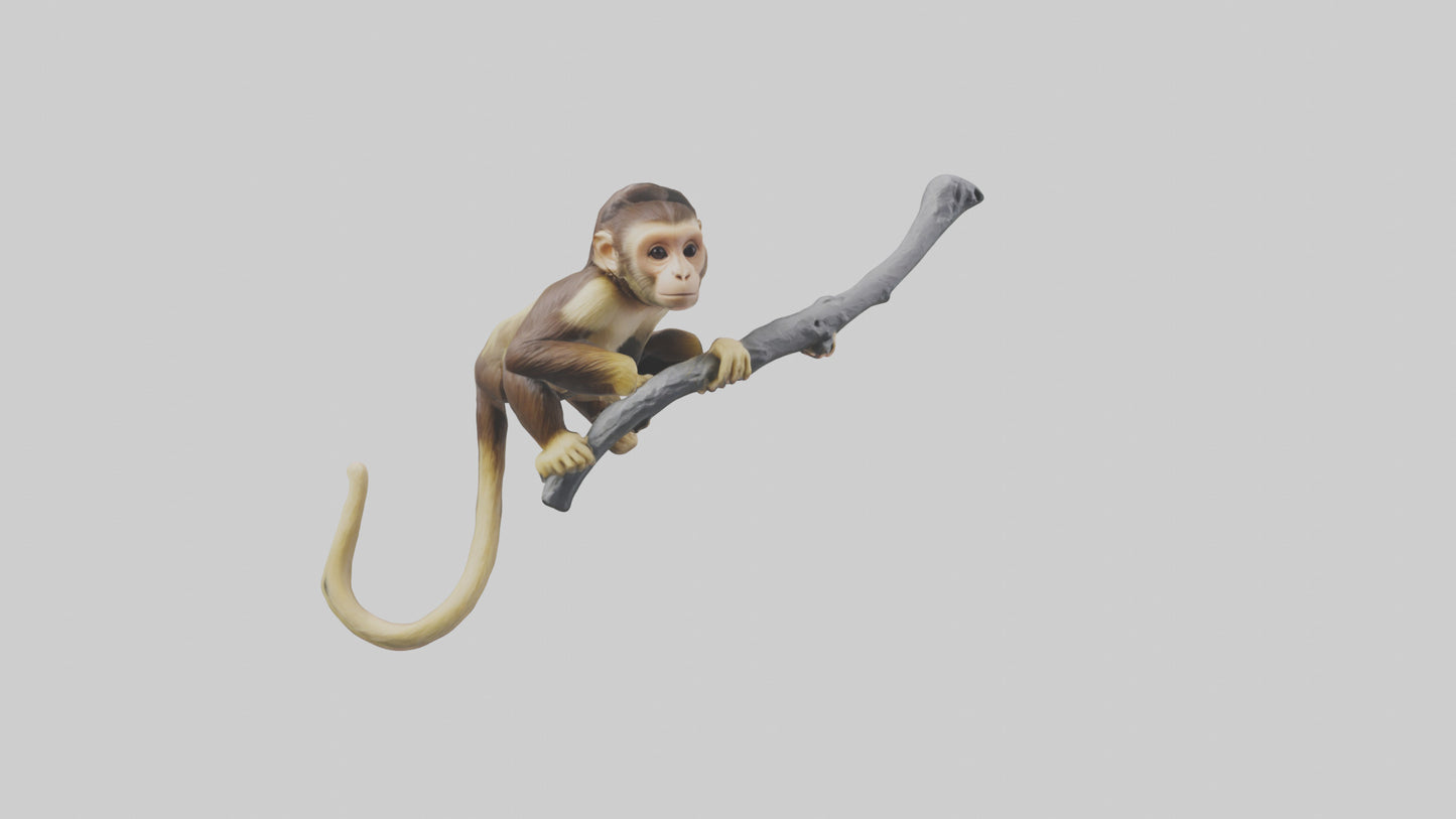 3D model Capuchin Monkey climbing model VR / AR / low-poly