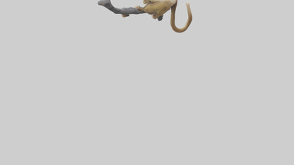 3D model Capuchin Monkey climbing model VR / AR / low-poly
