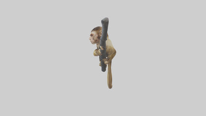 3D model Capuchin Monkey climbing model VR / AR / low-poly