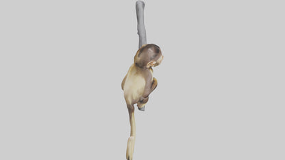 3D model Capuchin Monkey climbing model VR / AR / low-poly