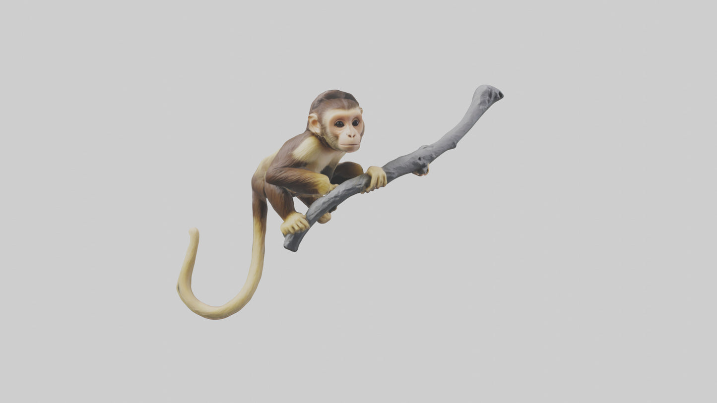 3D model Capuchin Monkey climbing model VR / AR / low-poly