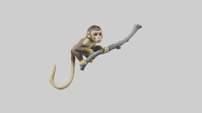 3D model Capuchin Monkey climbing model VR / AR / low-poly