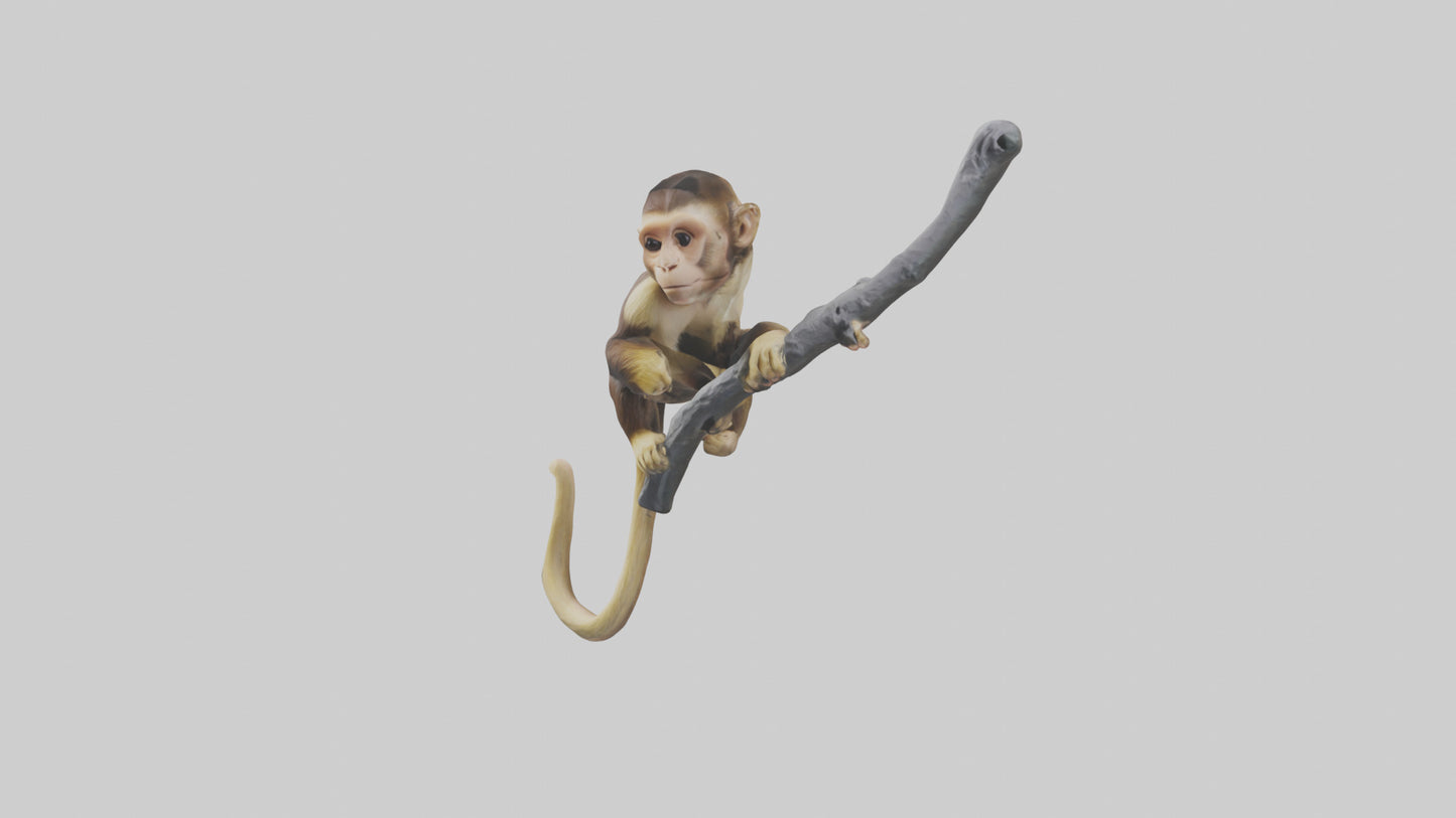 3D model Capuchin Monkey climbing model VR / AR / low-poly