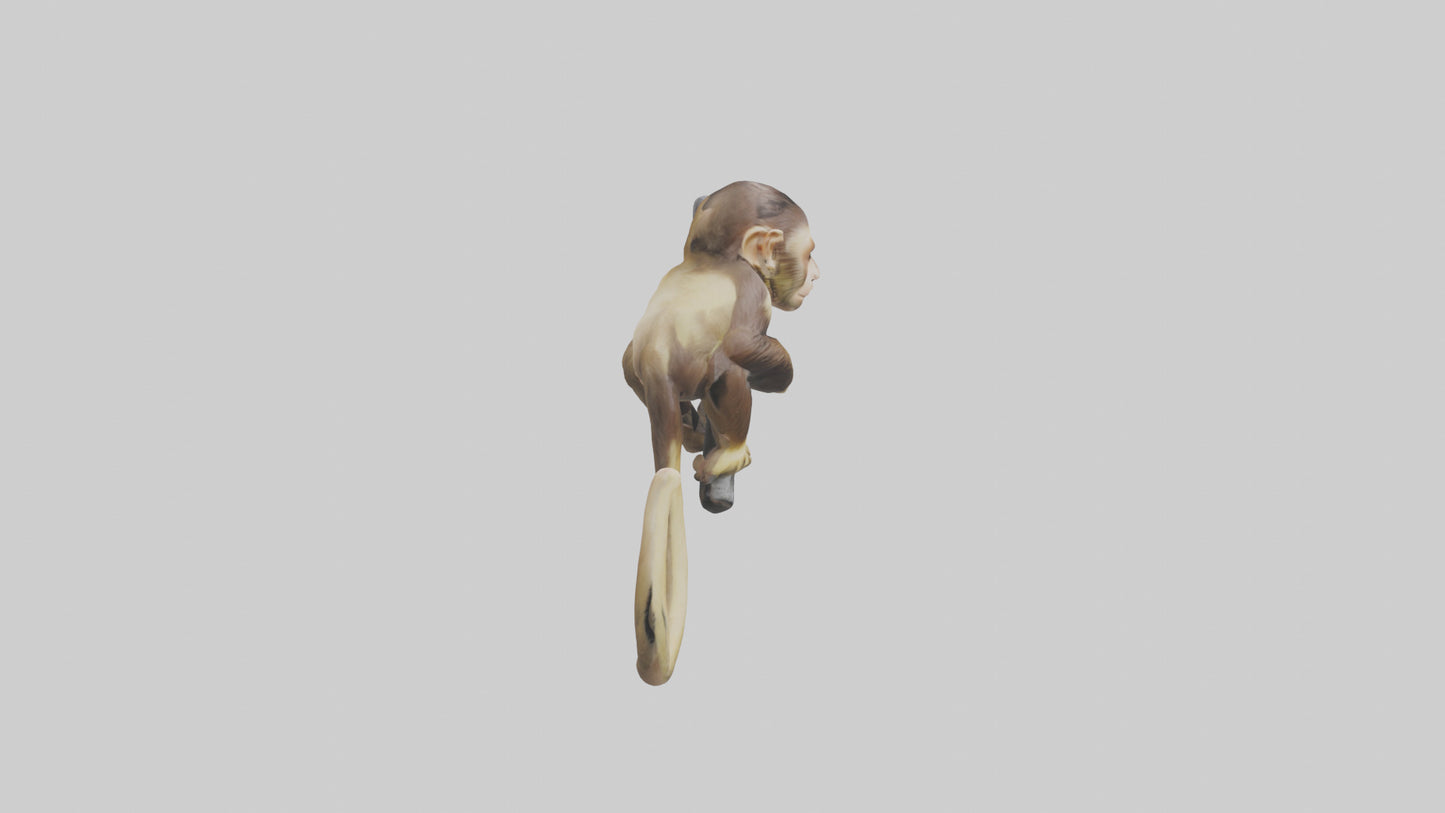 3D model Capuchin Monkey climbing model VR / AR / low-poly