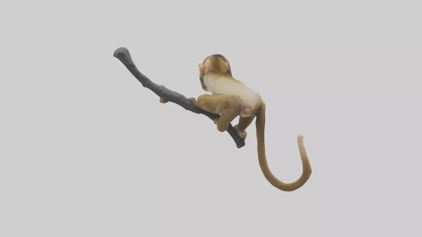 3D model Capuchin Monkey climbing model VR / AR / low-poly
