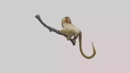 3D model Capuchin Monkey climbing model VR / AR / low-poly