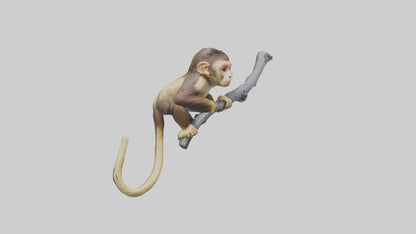 3D model Capuchin Monkey climbing model VR / AR / low-poly
