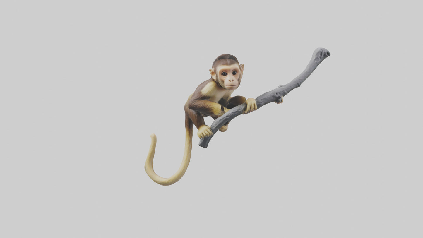 3D model Capuchin Monkey climbing model VR / AR / low-poly