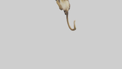 3D model Capuchin Monkey climbing model VR / AR / low-poly