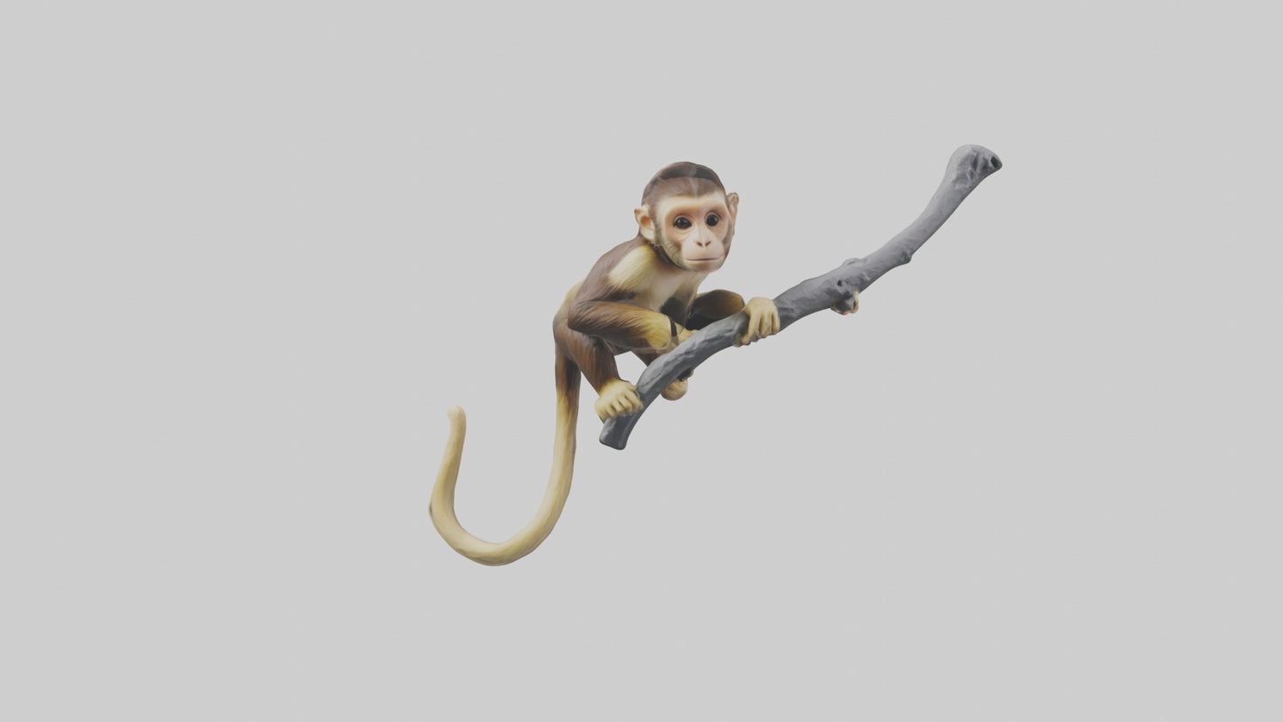3D model Capuchin Monkey climbing model VR / AR / low-poly