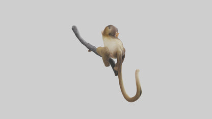 3D model Capuchin Monkey climbing model VR / AR / low-poly
