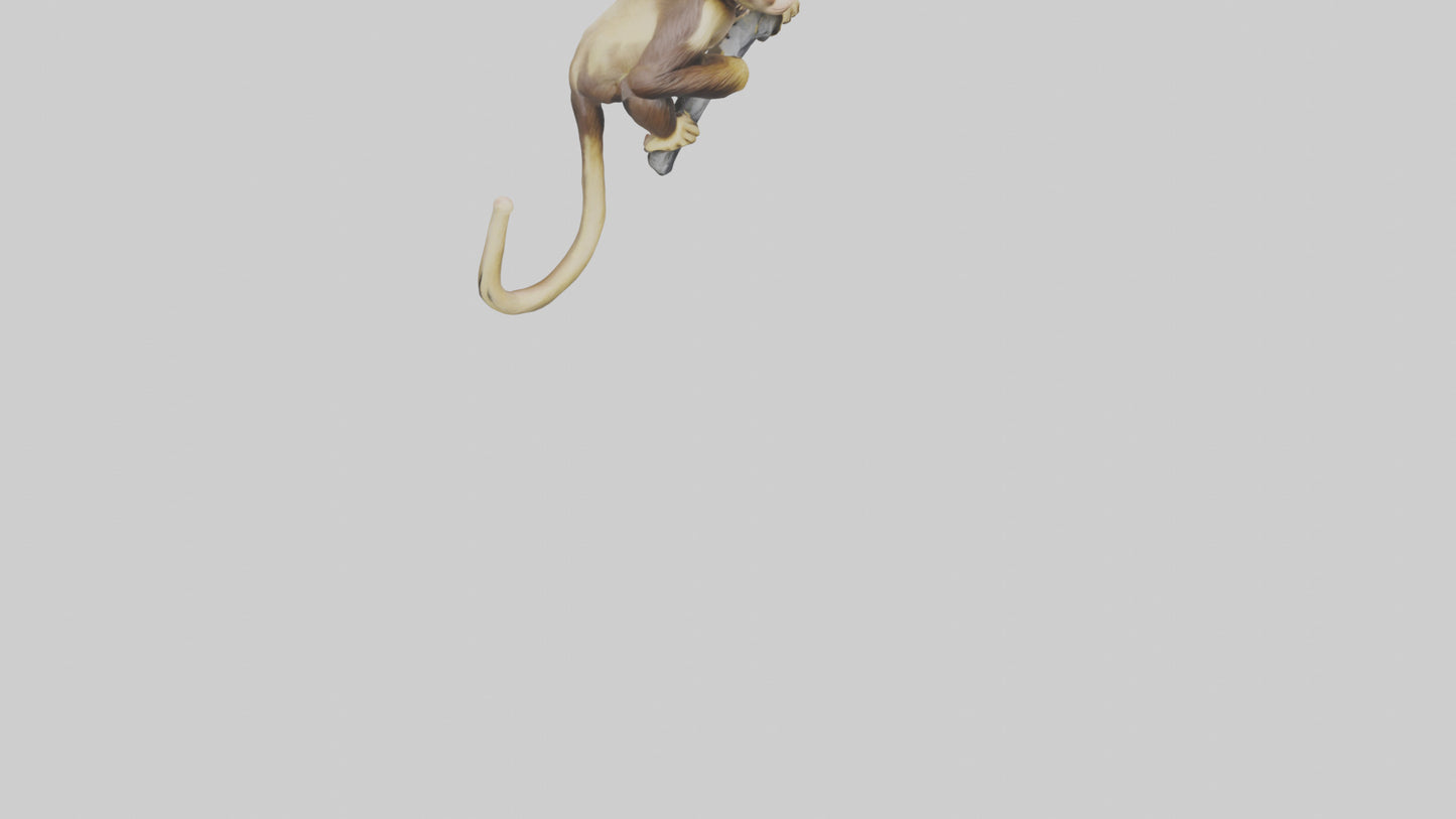3D model Capuchin Monkey climbing model VR / AR / low-poly