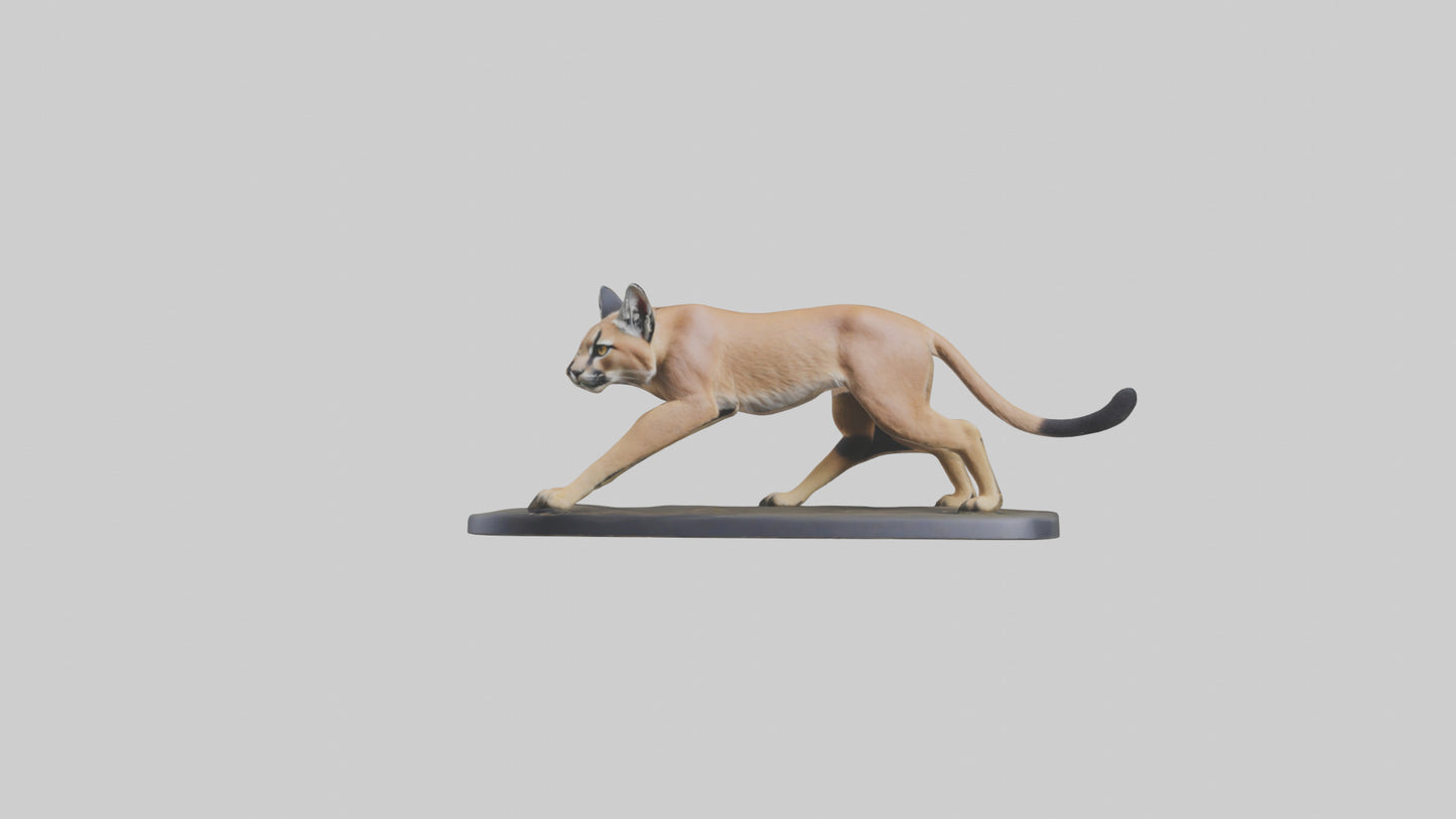 3D model Caracal hunting model VR / AR / low-poly