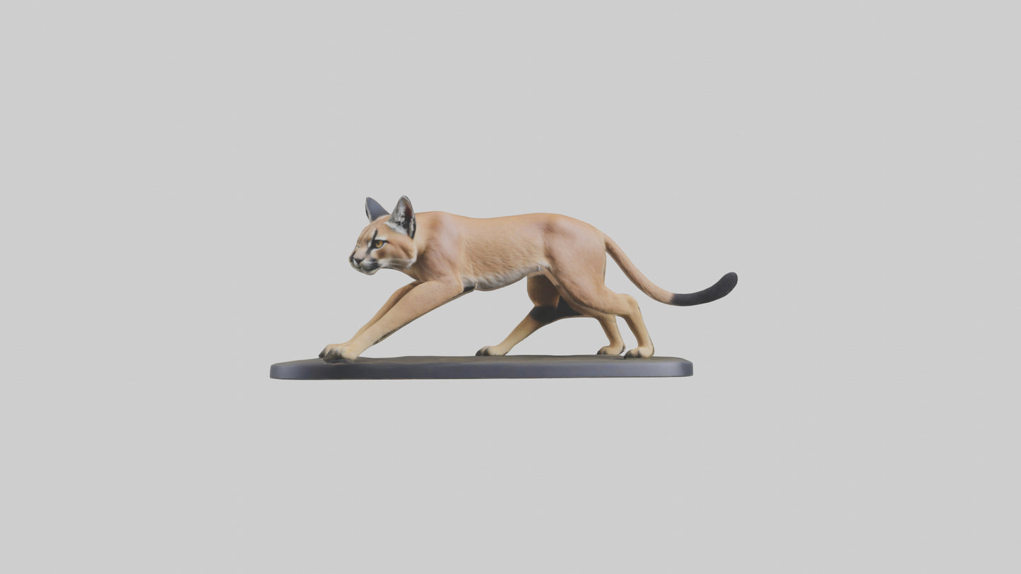 3D model Caracal hunting model VR / AR / low-poly