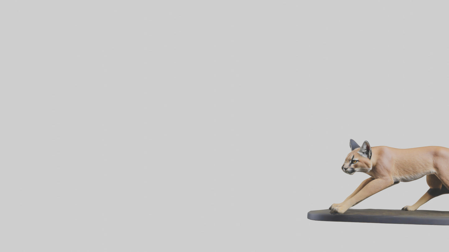 3D model Caracal hunting model VR / AR / low-poly