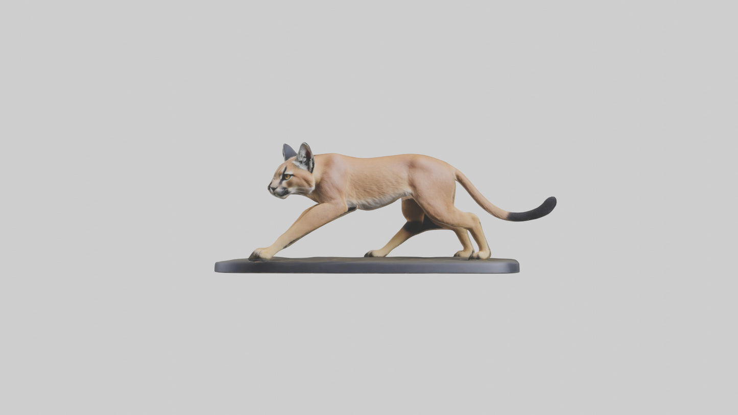 3D model Caracal hunting model VR / AR / low-poly